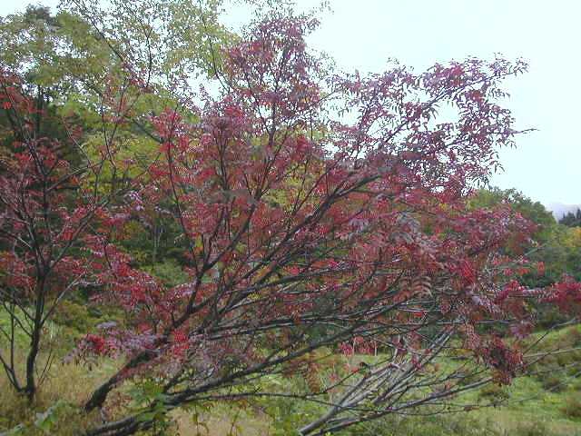 �A���v�̗�