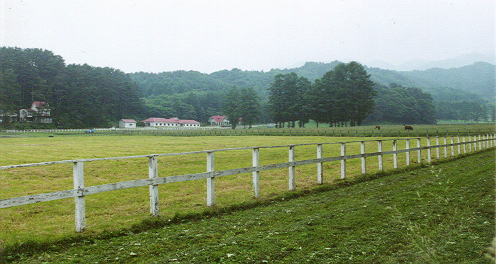 千明牧場の初夏
