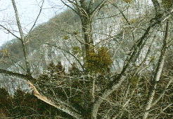 ���h���M�̂�����