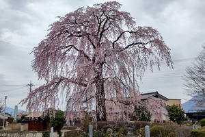 枝垂れ桜