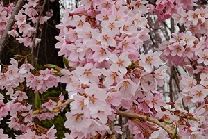 枝垂れ桜