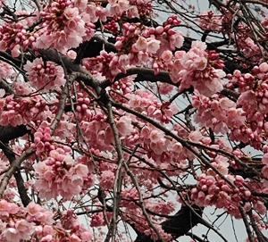 クリックで拡大