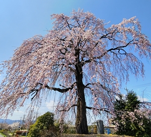 クリックで拡大