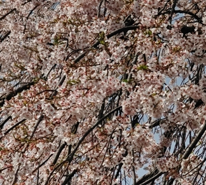 クリックで拡大